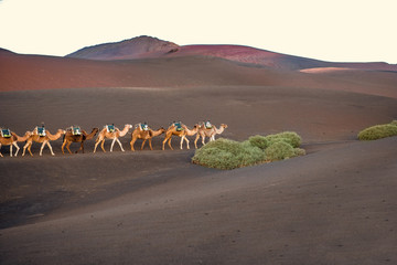 Fototapeta na wymiar Camels caravan walking on the volcanic landscape in Timanfaya national park in the morning on Lanzarote island