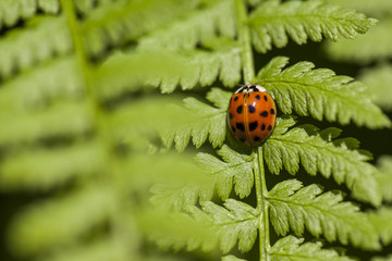 ladybug - 106509926