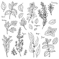 Herbs. Spices. Italian herb drawn black lines on a white background. Vector illustration. Basil, Parsley, Rosemary, Sage, Bay, Thyme, Oregano, Mint