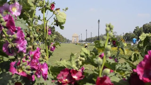 Locked-on shot of flowers in park at India Gate, New Delhi, India 
