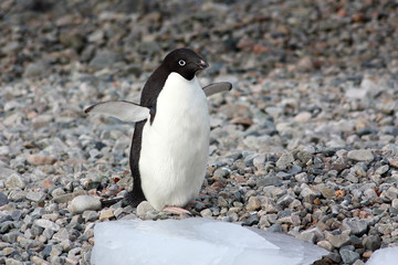 Naklejka premium Adeliepinguin