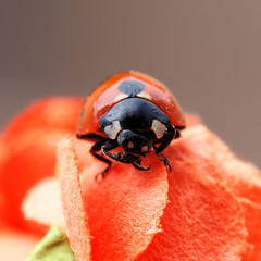 Ladybug on a paper flower