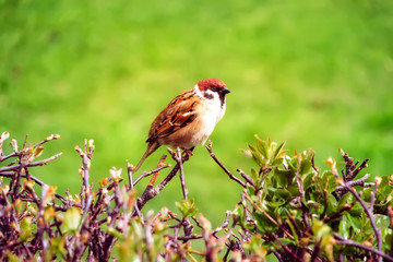 Bird on the branch of a bush