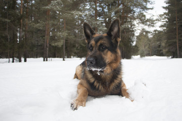 Dog on snow