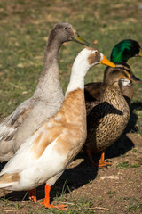 Wild Birds