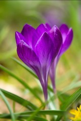 lila krokusse / Purple Crocuses