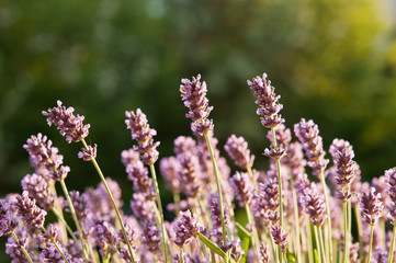 Obraz premium Lavender field in the soft evening light on green background. Natural background photo with shallow depth of field.