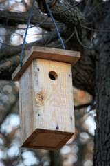 Starling-house in forest