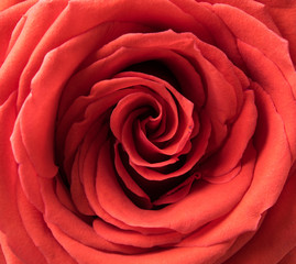 rose flower macro shot