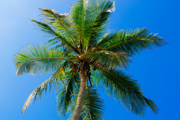 Fototapeta na wymiar Coconut tree against blue sky