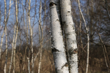 Fototapeta premium Two birch trees merged together