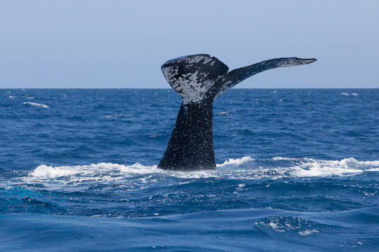 Whale Fluke Sinking Into Ocean