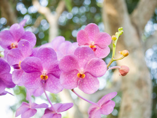 Obraz na płótnie Canvas Orchid flowers, nature background, background concept