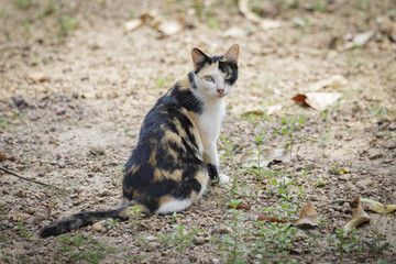 Stray Cat isolated