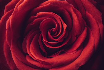 Fototapeta premium rose flower macro shot