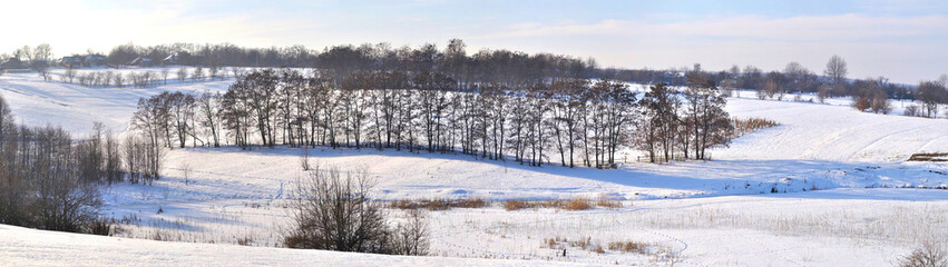 tree on the snow field