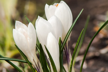 witte krokus bloem
