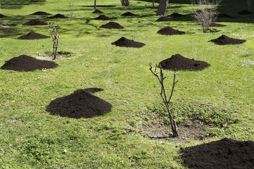 Organic plant fertilizer for plantation in the lawn. springtime