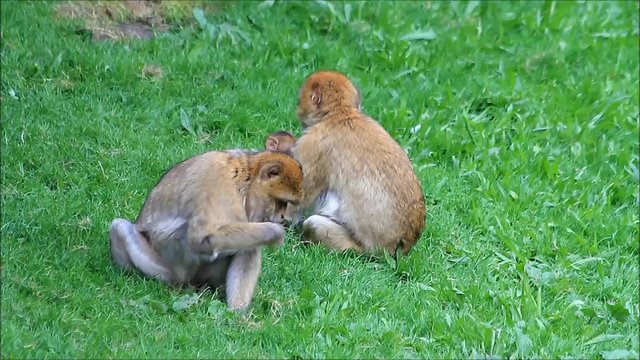 monkeys Macaca sylvanus with baby
