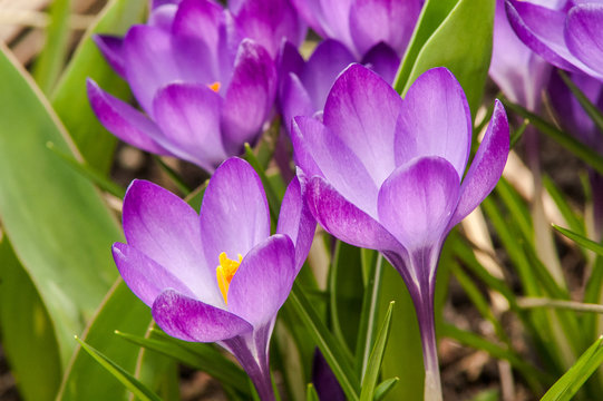 Blue Crocus Flower