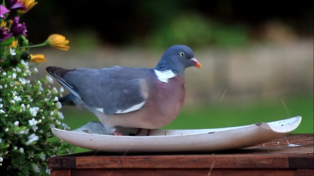Closeup doves eating bird seed
