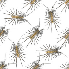 Seamless pattern with Scutigera coleoptrata. millipede. hand-drawn house centipede . Vector 