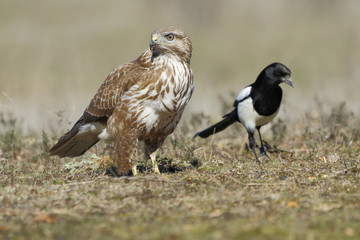  Buzzard (Buteo buteo) perched on the floor