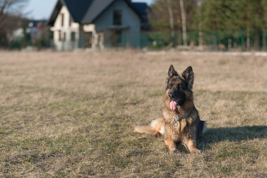 dex