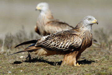 Kite, (Milvus milvus) perched on the floor