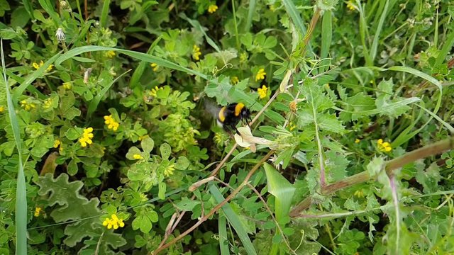 calabrone in volo al rallenatore