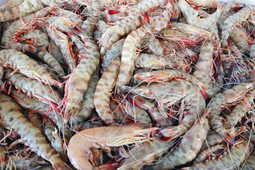 Fresh Tiger shrimps at the fish market in Greece