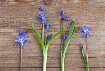 Beautiful Scilla siberica(Siberian squill or wood squill) on wooden background. First spring flowers, place for text, postcard. Snowdrops