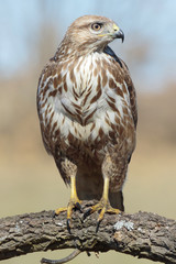 Buzzard (Buteo buteo) perched on a log