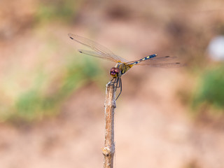 Dragonfly, blur background.