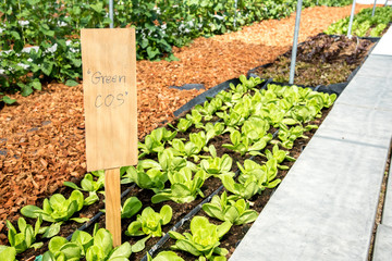 wooden board in vegetable farm