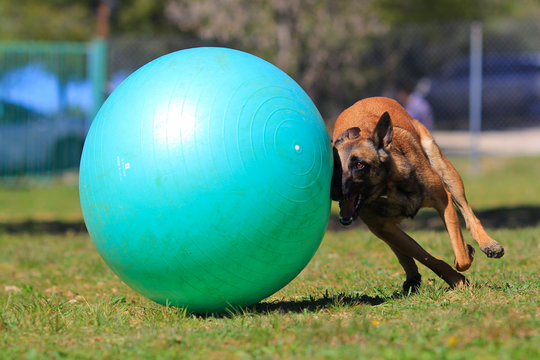 belgian shepherd treibball