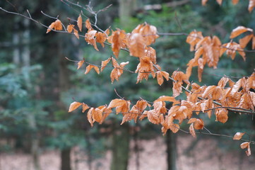 Drzewo z iściami jesienią © klumb