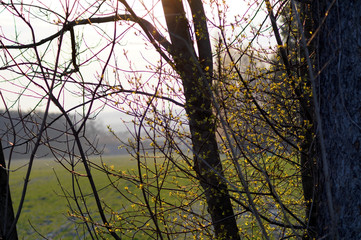 zalew Nielisz wiosną © klumb