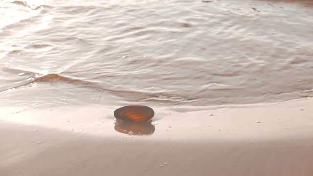 Sea shell on a beach washed by a sea water