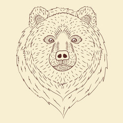 Bear portrait