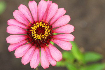 Obraz premium Pink Pinwheel Zinnia