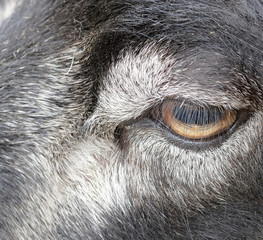 Closeup of an eye of a black sheep