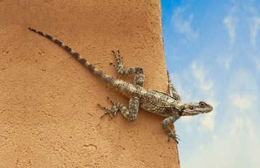 Close up of Agama on wall