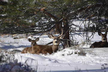 Mule Deer in a snow-covered field