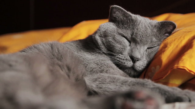 British gray cat sleeps on a pillow