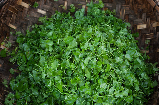 Coriander leaves. Organic food background.