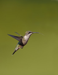 Fototapeta na wymiar Female Ruby throated Hummingbird (Archilochus colubris) hovering against a green background.
