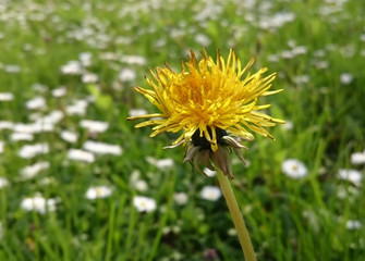Dandelion flower