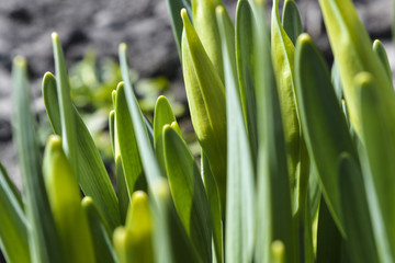 весенние цветы нарциссы