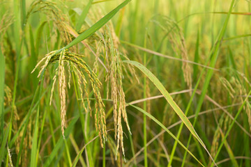paddy rice in rice field